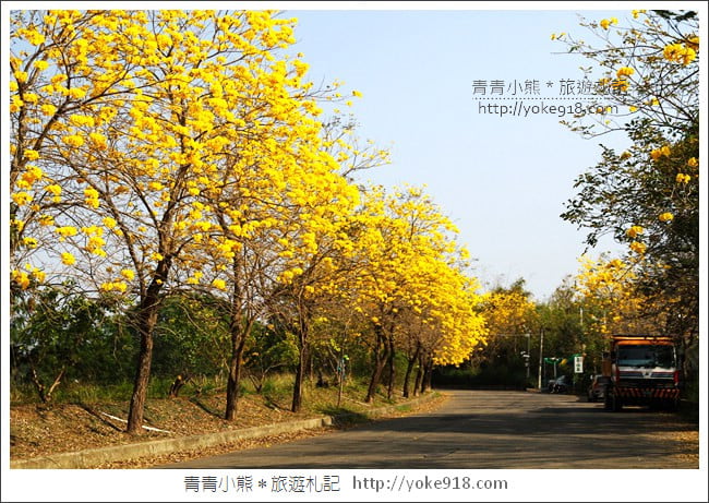 嘉義景點》軍輝橋&行嘉吊橋黃金風鈴木~八掌溪兩旁的黃金大道浪漫盛開中 @青青小熊*旅遊札記 嘉義景點》軍輝橋&行嘉吊橋黃金風鈴木~八掌溪兩旁的黃金大道浪漫盛開中 @青青小熊*旅遊札記