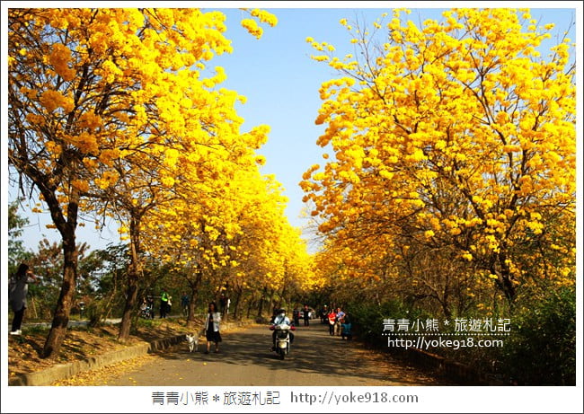 嘉義景點》軍輝橋&行嘉吊橋黃金風鈴木~八掌溪兩旁的黃金大道浪漫盛開中 @青青小熊*旅遊札記 嘉義景點》軍輝橋&行嘉吊橋黃金風鈴木~八掌溪兩旁的黃金大道浪漫盛開中 @青青小熊*旅遊札記
