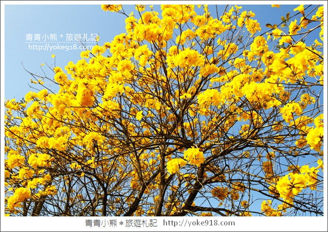 嘉義景點》軍輝橋&行嘉吊橋黃金風鈴木~八掌溪兩旁的黃金大道浪漫盛開中 @青青小熊*旅遊札記 嘉義景點》軍輝橋&行嘉吊橋黃金風鈴木~八掌溪兩旁的黃金大道浪漫盛開中 @青青小熊*旅遊札記