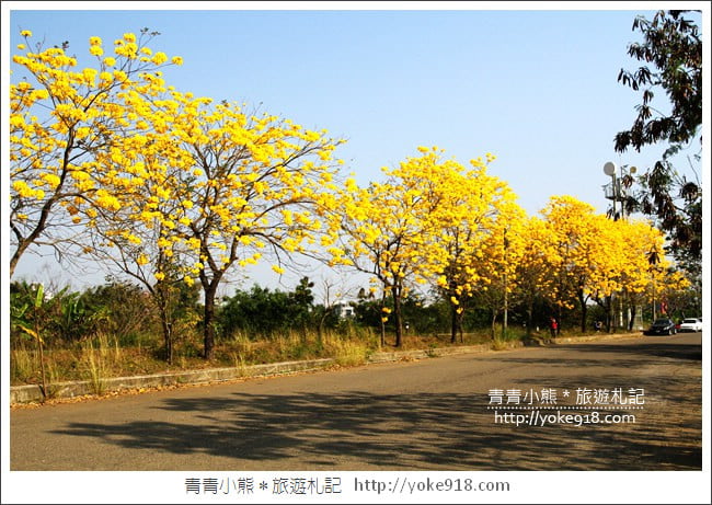 嘉義景點》軍輝橋&行嘉吊橋黃金風鈴木~八掌溪兩旁的黃金大道浪漫盛開中 @青青小熊*旅遊札記 嘉義景點》軍輝橋&行嘉吊橋黃金風鈴木~八掌溪兩旁的黃金大道浪漫盛開中 @青青小熊*旅遊札記
