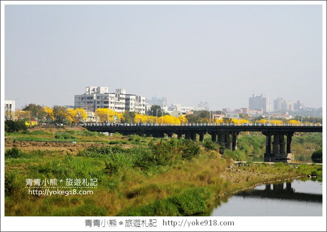 嘉義景點》軍輝橋&行嘉吊橋黃金風鈴木~八掌溪兩旁的黃金大道浪漫盛開中 @青青小熊*旅遊札記 嘉義景點》軍輝橋&行嘉吊橋黃金風鈴木~八掌溪兩旁的黃金大道浪漫盛開中 @青青小熊*旅遊札記