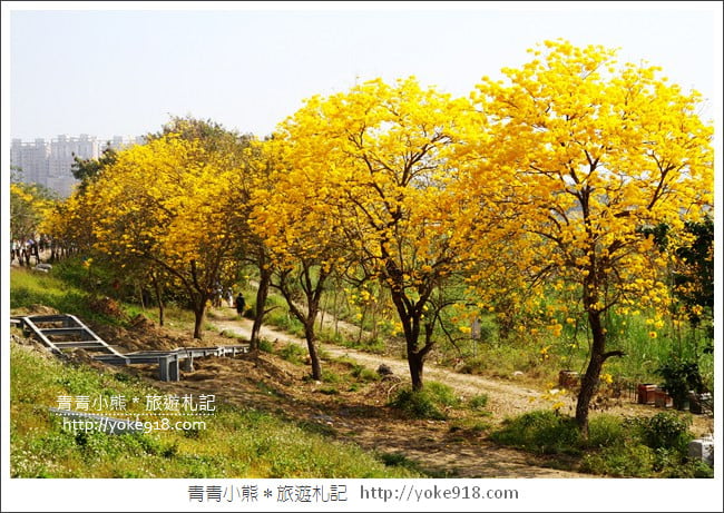 嘉義景點》軍輝橋&行嘉吊橋黃金風鈴木~八掌溪兩旁的黃金大道浪漫盛開中 @青青小熊*旅遊札記 嘉義景點》軍輝橋&行嘉吊橋黃金風鈴木~八掌溪兩旁的黃金大道浪漫盛開中 @青青小熊*旅遊札記