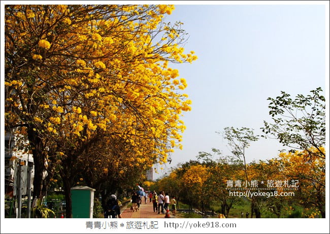 嘉義景點》軍輝橋&行嘉吊橋黃金風鈴木~八掌溪兩旁的黃金大道浪漫盛開中 @青青小熊*旅遊札記 嘉義景點》軍輝橋&行嘉吊橋黃金風鈴木~八掌溪兩旁的黃金大道浪漫盛開中 @青青小熊*旅遊札記