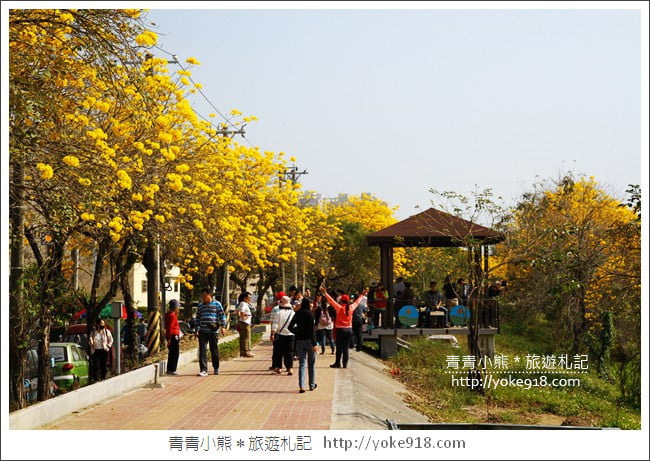 嘉義景點》軍輝橋&行嘉吊橋黃金風鈴木~八掌溪兩旁的黃金大道浪漫盛開中 @青青小熊*旅遊札記 嘉義景點》軍輝橋&行嘉吊橋黃金風鈴木~八掌溪兩旁的黃金大道浪漫盛開中 @青青小熊*旅遊札記