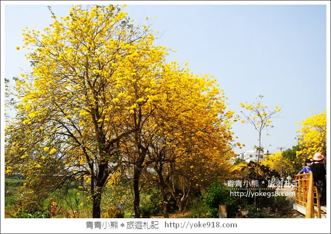 嘉義景點》軍輝橋&行嘉吊橋黃金風鈴木~八掌溪兩旁的黃金大道浪漫盛開中 @青青小熊＊旅遊札記