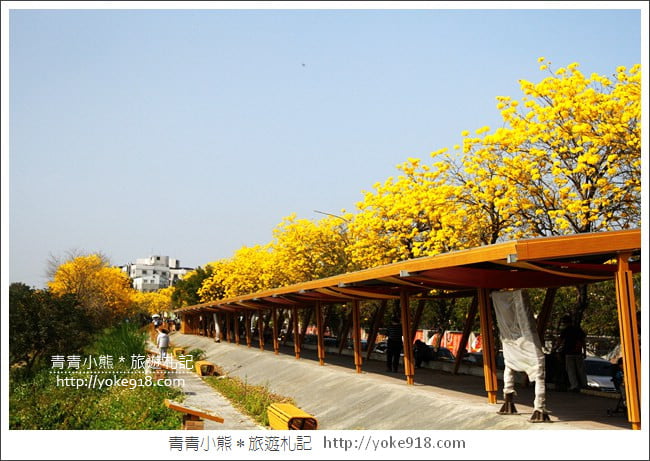 嘉義景點》軍輝橋&行嘉吊橋黃金風鈴木~八掌溪兩旁的黃金大道浪漫盛開中 @青青小熊*旅遊札記 嘉義景點》軍輝橋&行嘉吊橋黃金風鈴木~八掌溪兩旁的黃金大道浪漫盛開中 @青青小熊*旅遊札記