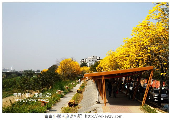 嘉義景點》軍輝橋&行嘉吊橋黃金風鈴木~八掌溪兩旁的黃金大道浪漫盛開中 @青青小熊*旅遊札記 嘉義景點》軍輝橋&行嘉吊橋黃金風鈴木~八掌溪兩旁的黃金大道浪漫盛開中 @青青小熊*旅遊札記