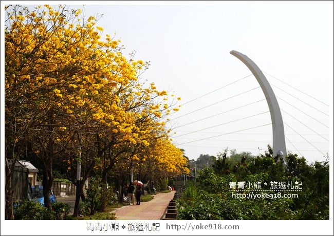 嘉義景點》軍輝橋&行嘉吊橋黃金風鈴木~八掌溪兩旁的黃金大道浪漫盛開中 @青青小熊＊旅遊札記