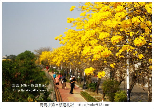 嘉義景點》軍輝橋&行嘉吊橋黃金風鈴木~八掌溪兩旁的黃金大道浪漫盛開中 @青青小熊*旅遊札記 嘉義景點》軍輝橋&行嘉吊橋黃金風鈴木~八掌溪兩旁的黃金大道浪漫盛開中 @青青小熊*旅遊札記