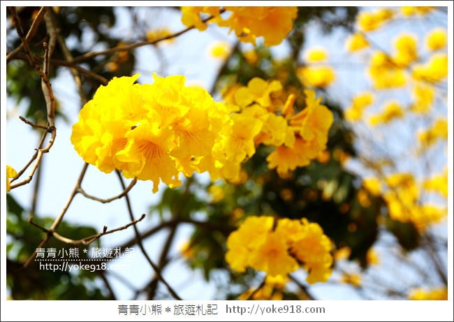 嘉義景點》軍輝橋&行嘉吊橋黃金風鈴木~八掌溪兩旁的黃金大道浪漫盛開中 @青青小熊*旅遊札記 嘉義景點》軍輝橋&行嘉吊橋黃金風鈴木~八掌溪兩旁的黃金大道浪漫盛開中 @青青小熊*旅遊札記