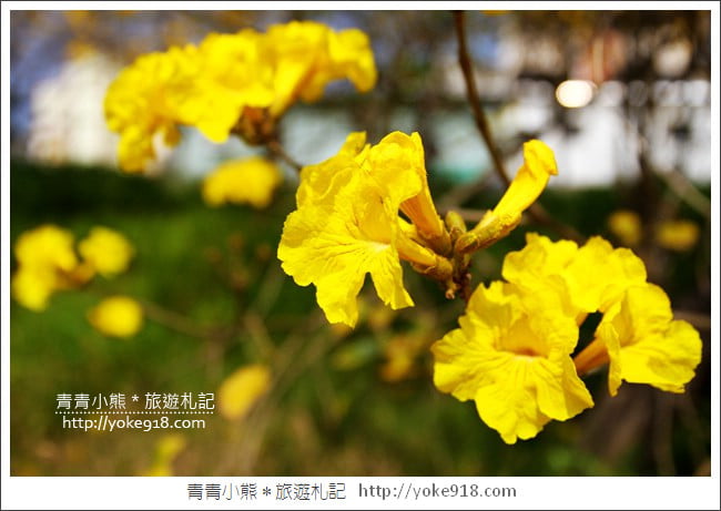 嘉義景點》軍輝橋&行嘉吊橋黃金風鈴木~八掌溪兩旁的黃金大道浪漫盛開中 @青青小熊*旅遊札記 嘉義景點》軍輝橋&行嘉吊橋黃金風鈴木~八掌溪兩旁的黃金大道浪漫盛開中 @青青小熊*旅遊札記