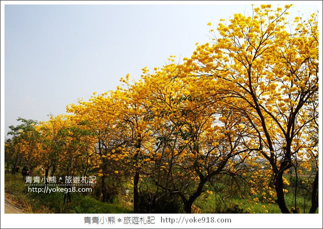 嘉義景點》軍輝橋&行嘉吊橋黃金風鈴木~八掌溪兩旁的黃金大道浪漫盛開中 @青青小熊*旅遊札記 嘉義景點》軍輝橋&行嘉吊橋黃金風鈴木~八掌溪兩旁的黃金大道浪漫盛開中 @青青小熊*旅遊札記