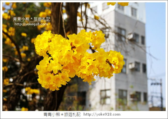 嘉義景點》軍輝橋&行嘉吊橋黃金風鈴木~八掌溪兩旁的黃金大道浪漫盛開中 @青青小熊＊旅遊札記