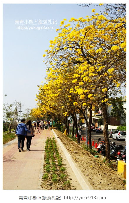 嘉義景點》軍輝橋&行嘉吊橋黃金風鈴木~八掌溪兩旁的黃金大道浪漫盛開中 @青青小熊*旅遊札記 嘉義景點》軍輝橋&行嘉吊橋黃金風鈴木~八掌溪兩旁的黃金大道浪漫盛開中 @青青小熊*旅遊札記
