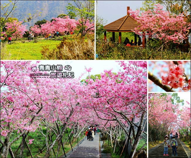 南投鹿谷景點》台大茶園(鳳凰自然教育園區)．櫻花盛開中，2021/2/28最新花況 @青青小熊＊旅遊札記