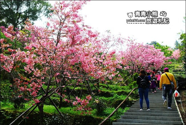 南投鹿谷景點》台大茶園(鳳凰自然教育園區)．櫻花盛開中，2021/2/28最新花況 @青青小熊＊旅遊札記