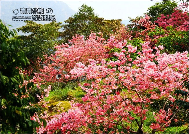 南投鹿谷景點》台大茶園(鳳凰自然教育園區)．櫻花盛開中，2021/2/28最新花況 @青青小熊＊旅遊札記