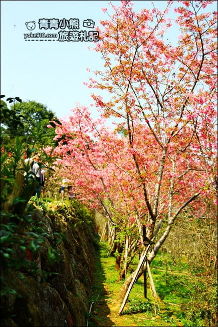 南投鹿谷景點》台大茶園(鳳凰自然教育園區)．櫻花盛開中，2021/2/28最新花況 @青青小熊＊旅遊札記
