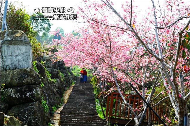 南投鹿谷景點》台大茶園(鳳凰自然教育園區)．櫻花盛開中，2021/2/28最新花況 @青青小熊＊旅遊札記