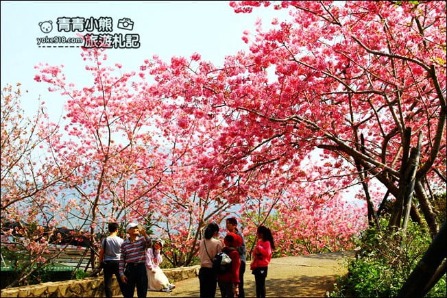 南投鹿谷景點》台大茶園(鳳凰自然教育園區)．櫻花盛開中，2021/2/28最新花況 @青青小熊＊旅遊札記