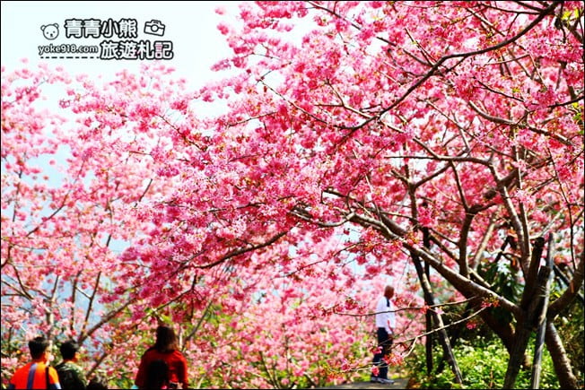 南投鹿谷景點》台大茶園(鳳凰自然教育園區)．櫻花盛開中，2021/2/28最新花況 @青青小熊＊旅遊札記