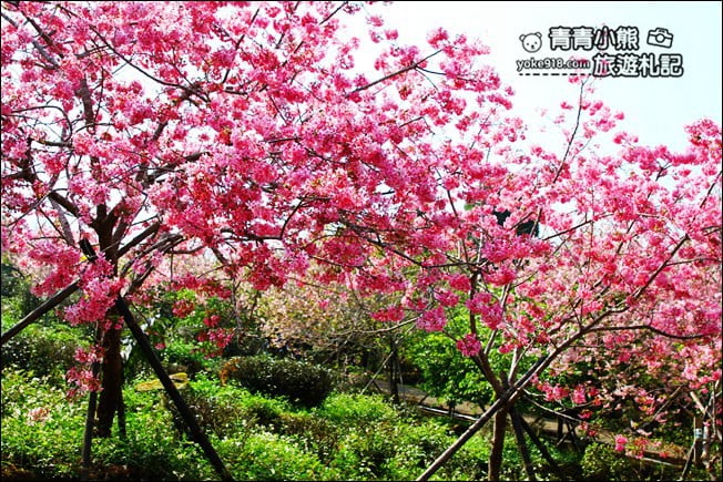 南投鹿谷景點》台大茶園(鳳凰自然教育園區)．櫻花盛開中，2021/2/28最新花況 @青青小熊＊旅遊札記