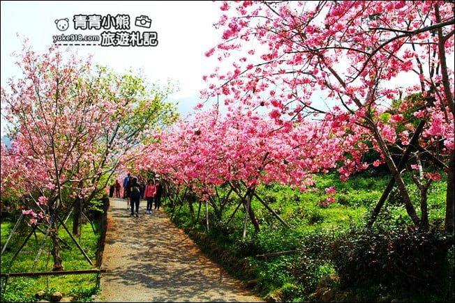 南投鹿谷景點》台大茶園(鳳凰自然教育園區)．櫻花盛開中，2021/2/28最新花況 @青青小熊＊旅遊札記