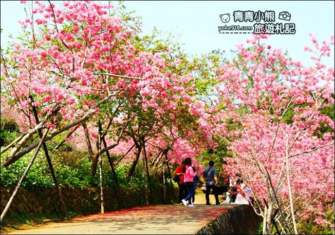 南投鹿谷景點》台大茶園(鳳凰自然教育園區)．櫻花盛開中，2021/2/28最新花況 @青青小熊＊旅遊札記