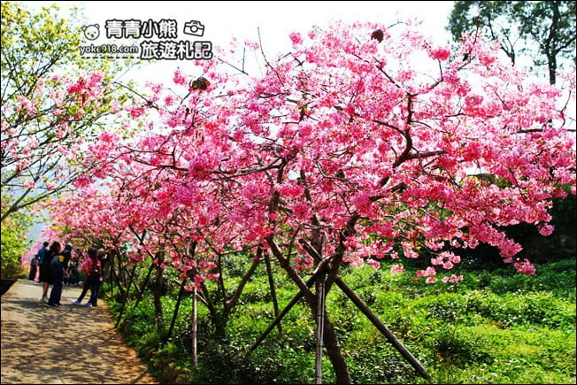 南投鹿谷景點》台大茶園(鳳凰自然教育園區)．櫻花盛開中，2021/2/28最新花況 @青青小熊＊旅遊札記