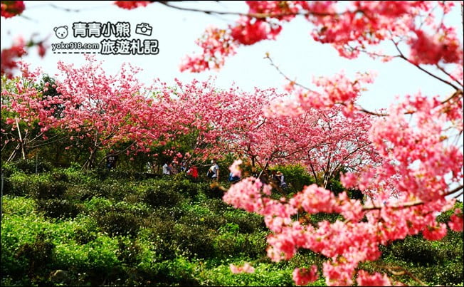 南投鹿谷景點》台大茶園(鳳凰自然教育園區)．櫻花盛開中，2021/2/28最新花況 @青青小熊＊旅遊札記