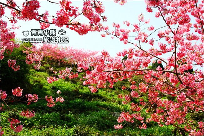 南投鹿谷景點》台大茶園(鳳凰自然教育園區)．櫻花盛開中，2021/2/28最新花況 @青青小熊＊旅遊札記