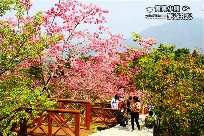 南投鹿谷景點》台大茶園(鳳凰自然教育園區)．櫻花盛開中，2021/2/28最新花況 @青青小熊＊旅遊札記