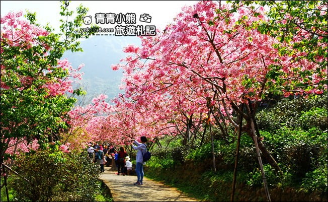 南投鹿谷景點》台大茶園(鳳凰自然教育園區)．櫻花盛開中，2021/2/28最新花況 @青青小熊＊旅遊札記