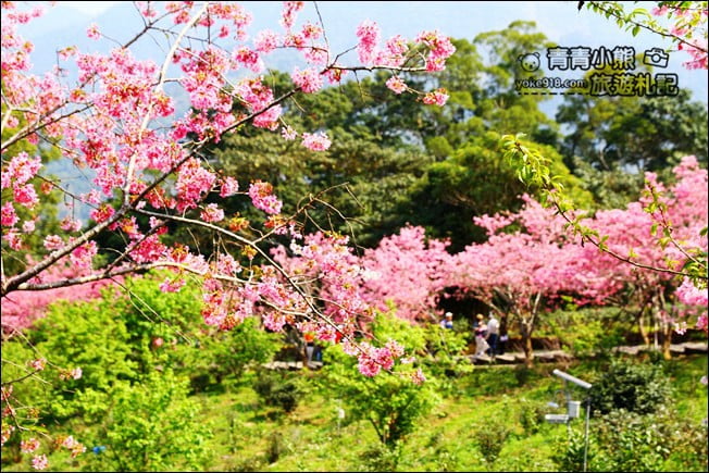 南投鹿谷景點》台大茶園(鳳凰自然教育園區)．櫻花盛開中，2021/2/28最新花況 @青青小熊＊旅遊札記