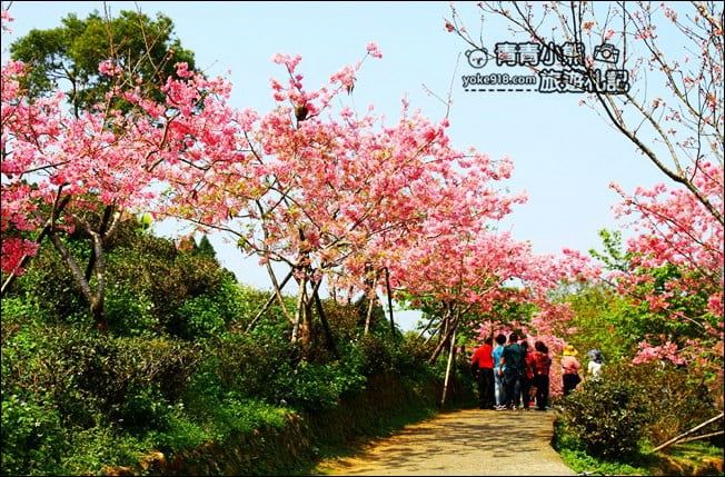 南投鹿谷景點》台大茶園(鳳凰自然教育園區)．櫻花盛開中，2021/2/28最新花況 @青青小熊＊旅遊札記