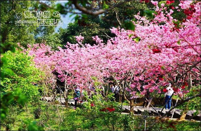 南投鹿谷景點》台大茶園(鳳凰自然教育園區)．櫻花盛開中，2021/2/28最新花況 @青青小熊＊旅遊札記