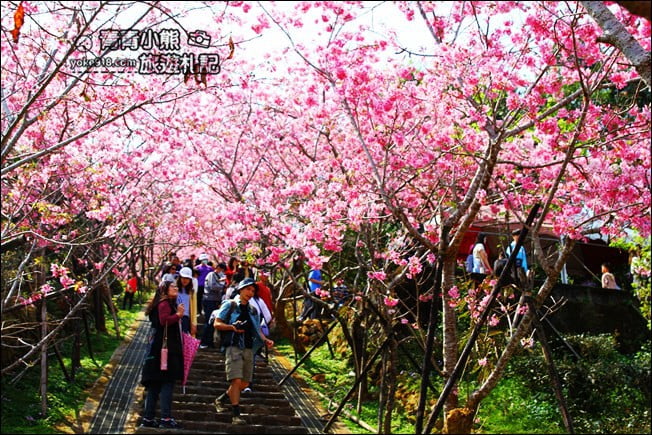 南投鹿谷景點》台大茶園(鳳凰自然教育園區)．櫻花盛開中，2021/2/28最新花況 @青青小熊＊旅遊札記