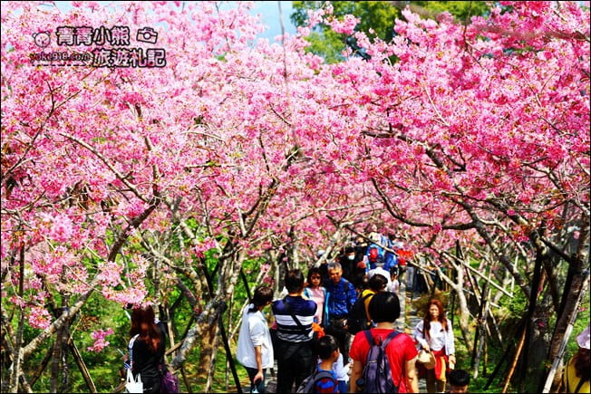 南投鹿谷景點》台大茶園(鳳凰自然教育園區)．櫻花盛開中，2021/2/28最新花況 @青青小熊＊旅遊札記