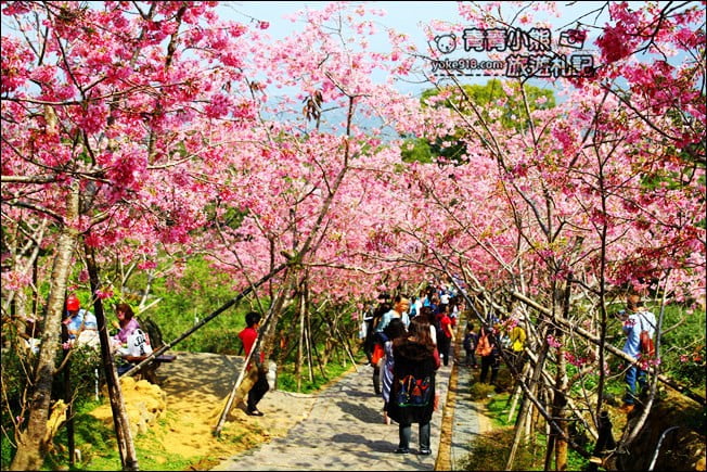 南投鹿谷景點》台大茶園(鳳凰自然教育園區)．櫻花盛開中，2021/2/28最新花況 @青青小熊＊旅遊札記
