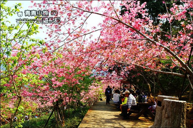 南投鹿谷景點》台大茶園(鳳凰自然教育園區)．櫻花盛開中，2021/2/28最新花況 @青青小熊＊旅遊札記