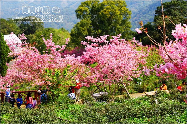南投鹿谷景點》台大茶園(鳳凰自然教育園區)．櫻花盛開中，2021/2/28最新花況 @青青小熊＊旅遊札記