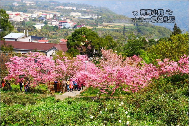 南投鹿谷景點》台大茶園(鳳凰自然教育園區)．櫻花盛開中，2021/2/28最新花況 @青青小熊＊旅遊札記