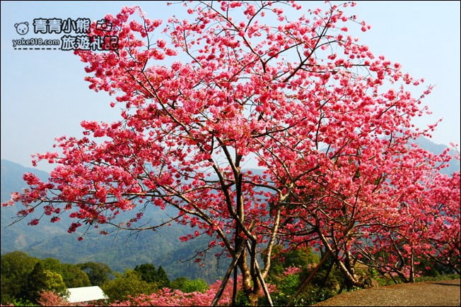 南投鹿谷景點》台大茶園(鳳凰自然教育園區)．櫻花盛開中，2021/2/28最新花況 @青青小熊＊旅遊札記