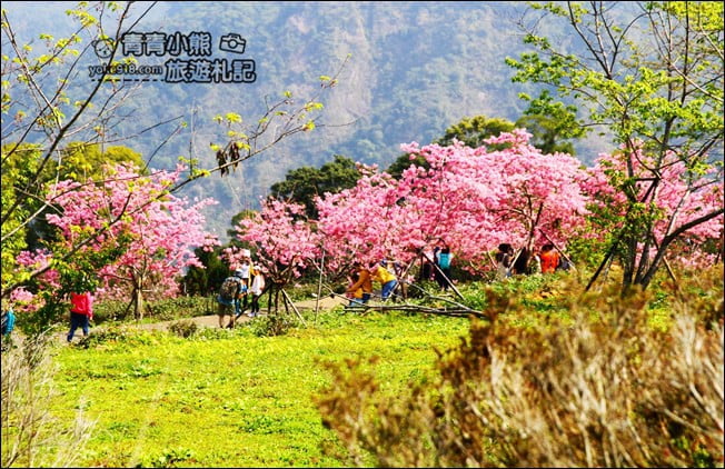 南投鹿谷景點》台大茶園(鳳凰自然教育園區)．櫻花盛開中，2021/2/28最新花況 @青青小熊＊旅遊札記