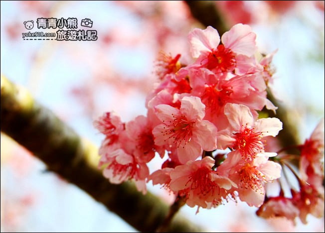 南投鹿谷景點》台大茶園(鳳凰自然教育園區)．櫻花盛開中，2021/2/28最新花況 @青青小熊＊旅遊札記