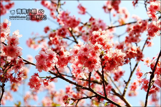 南投鹿谷景點》台大茶園(鳳凰自然教育園區)．櫻花盛開中，2021/2/28最新花況 @青青小熊＊旅遊札記