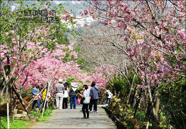 南投鹿谷景點》台大茶園(鳳凰自然教育園區)．櫻花盛開中，2021/2/28最新花況 @青青小熊＊旅遊札記