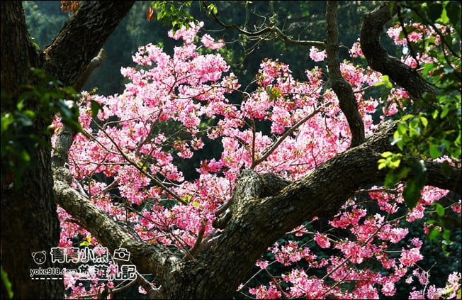 南投鹿谷景點》台大茶園(鳳凰自然教育園區)．櫻花盛開中，2021/2/28最新花況 @青青小熊＊旅遊札記