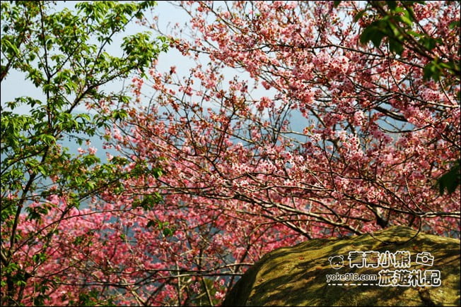 南投鹿谷景點》台大茶園(鳳凰自然教育園區)．櫻花盛開中，2021/2/28最新花況 @青青小熊＊旅遊札記
