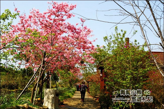 南投鹿谷景點》台大茶園(鳳凰自然教育園區)．櫻花盛開中，2021/2/28最新花況 @青青小熊＊旅遊札記